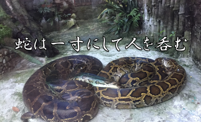 今日のことわざ 蛇は一寸にして人を吞む の意味 由来 類義語 対義語 使い方 英語表現などをエピソード付きで徹底解説