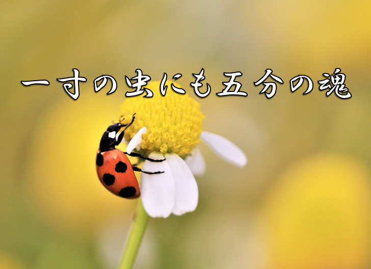 今日のことわざ 一寸の虫にも五分の魂 の意味 由来 類義語 対義語 使い方 英語表現などをエピソード付きで徹底解説