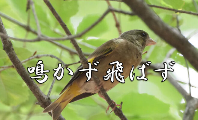 今日のことわざ 鳴かず飛ばず の意味 由来 類義語 対義語 使い方 英語表現などをエピソード付きで徹底解説