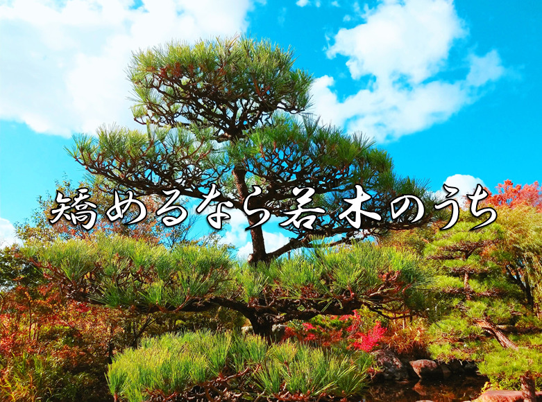 今日のことわざ 矯めるなら若木のうち の意味 由来 類義語 対義語 使い方 英語表現などをエピソード付きで徹底解説